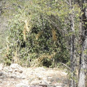 Leopard Blind Namibia