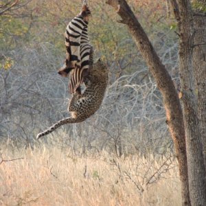 Leopard Bait Namibia