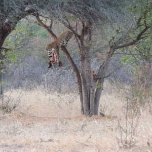 Leopard Bait Namibia