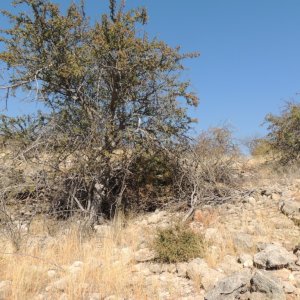 Leopard Blind Namibia