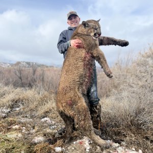 Colorado Lion Hunt