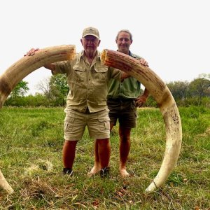 70 Pound Elephant Tusks Botswana