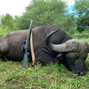 Buffalo Hunting South Africa