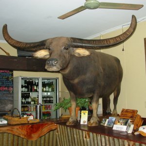 Water Buffalo Full Mount Taxidermy