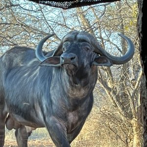 Cape Buffalo South Africa