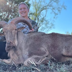 Barbary Ram Hunt Texas