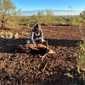 Dybowski Sika Hunt Texas