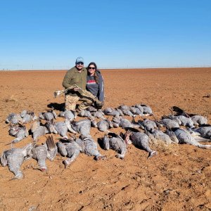 Sandhill Crane Hunt Texas