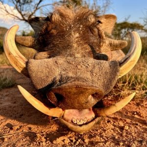 Warthog Hunt South Africa