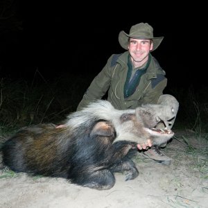 Bushpig Hunting South Africa