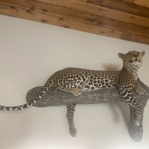 Leopard Full Mount Taxidermy