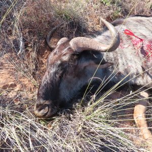 Blue Wildebeest Hunt South Africa