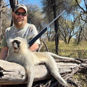 Vervet Monkey Hunt South Africa