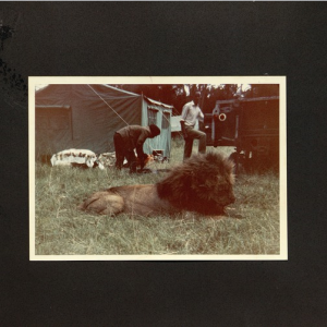 The 'Shaw and Hunter Trophy' lion that was guided by PH, Tony Seth-Smith, in Kenya in 1971. (trophy pic)