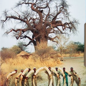 Kai Uwe Denker end of season elephant spread-Nyae Nyae Conservancy, Namibia