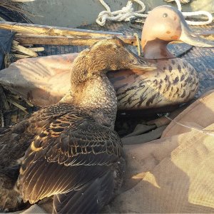 Common Eider Hunting