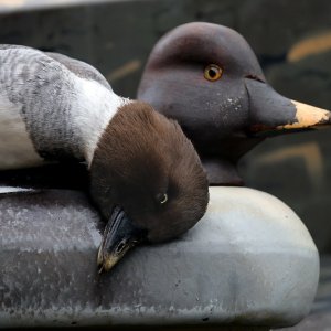 Common Goldeneye Hunting