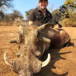 Warthog Hunting South Africa