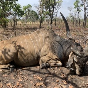 Lord Derby Eland Hunt Cameroon