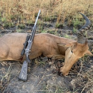 Western Hartebeest Hunt Cameroon