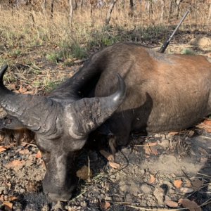 Northwestern Buffalo Hunt Cameroon