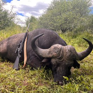 Buffalo Hunting Kwa Zulu Natal South Africa