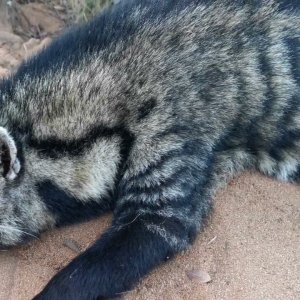 Successful Civet Hunt South Africa