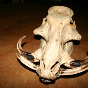 Giant Forest Hog Skull