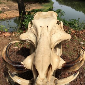 Giant Forest Hog Skull