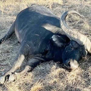 Buffalo Hunting South Africa