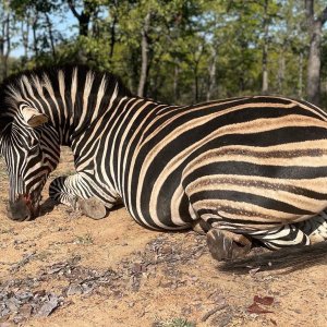 Zebra Hunting South Africa