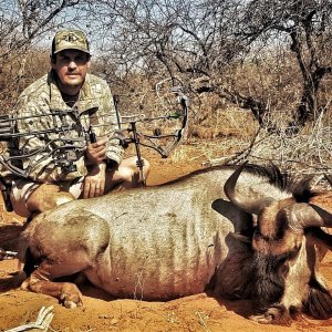 Wildebeest Bow Hunting South Africa
