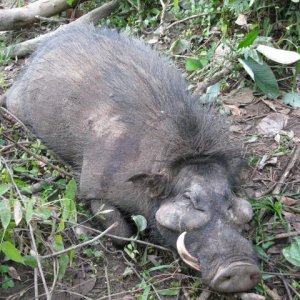 Giant Forest Hog Hunt Central African Republic