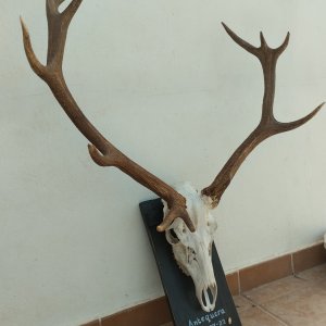 Old Deer taken with my son last season in Spain! (338 WinMag - Accubond 225gr)
