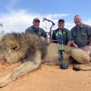 Lion Bowhunt Kalahari South Africa