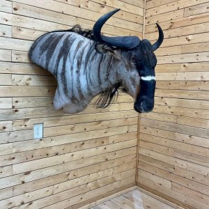 Niassa Wildebeest Shoulder Mount Taxidermy