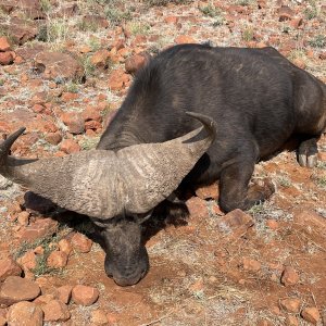 Buffalo Hunt South Africa