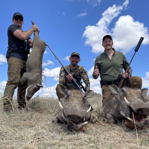 Warthog Hunt South Africa