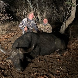 Buffalo Cow Hunt South Africa