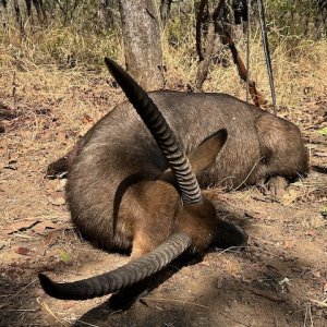 Waterbuck Hunt Cameroon