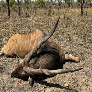 Lord Derby Eland Hunt Cameroon