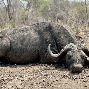 Buffalo Hunt Namibia