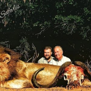 47-inch buffalo and a huge Lowveld lion-APNR, South Africa