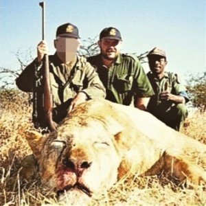 Huge lioness shot after a charge at close quarters-APNR, South Africa