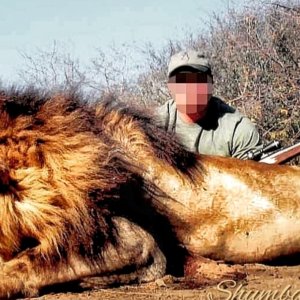 Awesome lion taken after the hunters were unexpectedly being stalked whilst checking a bait site-APNR, South Africa