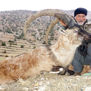 Nemrut Ibex