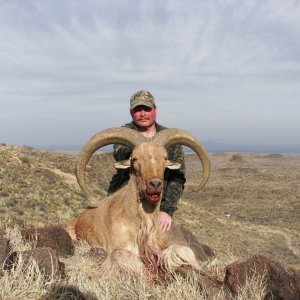 Trophy Mountain Aoudad Sheep