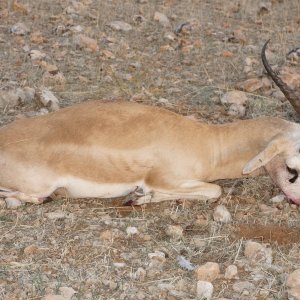 Anatolian Gazelle