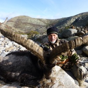 Gredos Ibex