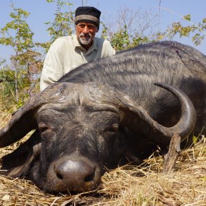 Cape Buffalo